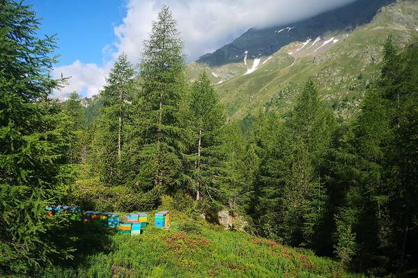 Az. Agr. Sottobosco
